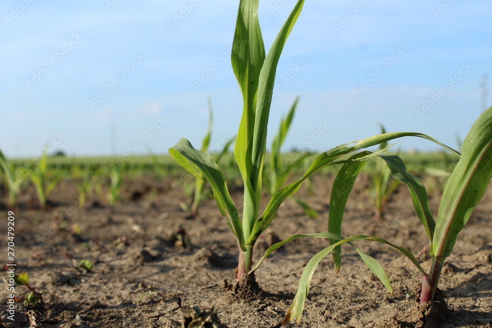 field of corn field of corn