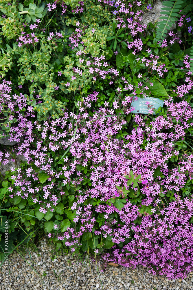 Beautiful botanical garden, flowers and blooming bushes in spring Beautiful botanical garden, flowers and blooming bushes in spring