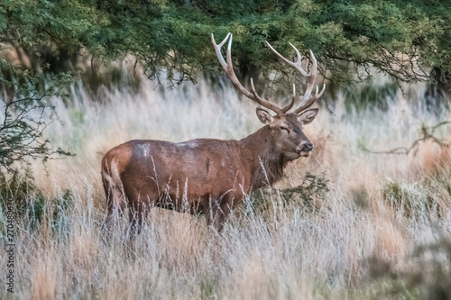 Red deer in Parque Luro Nature Reserve  La Pampa  Argentina