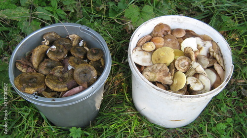 mushrooms in basket