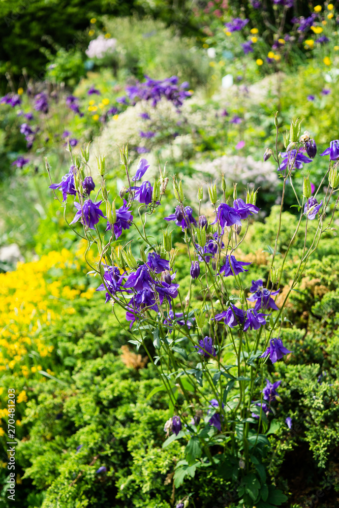 Obraz premium Beautiful botanical garden, violet flowers in spring