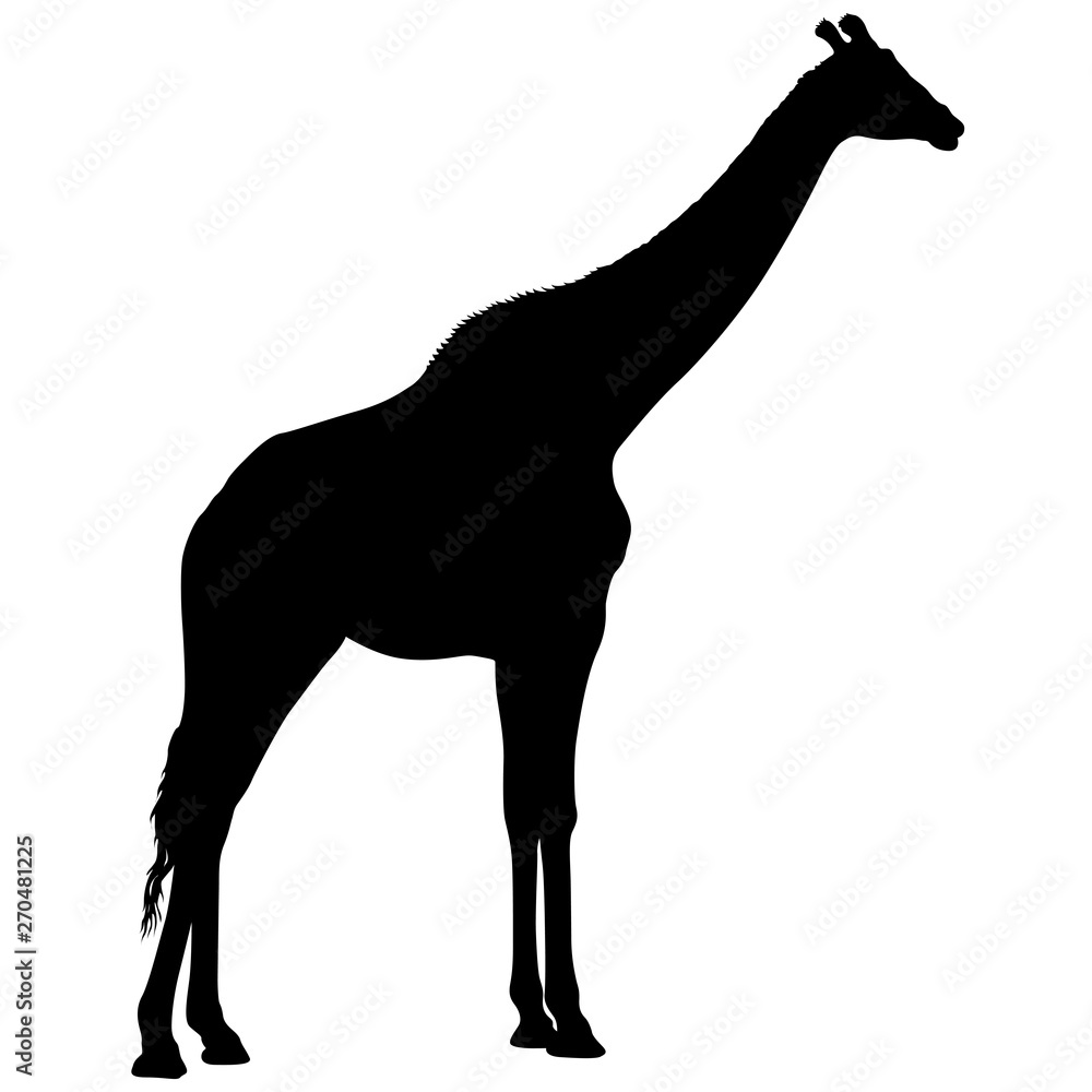 Fototapeta premium Silhouette of a high African giraffe on a white background