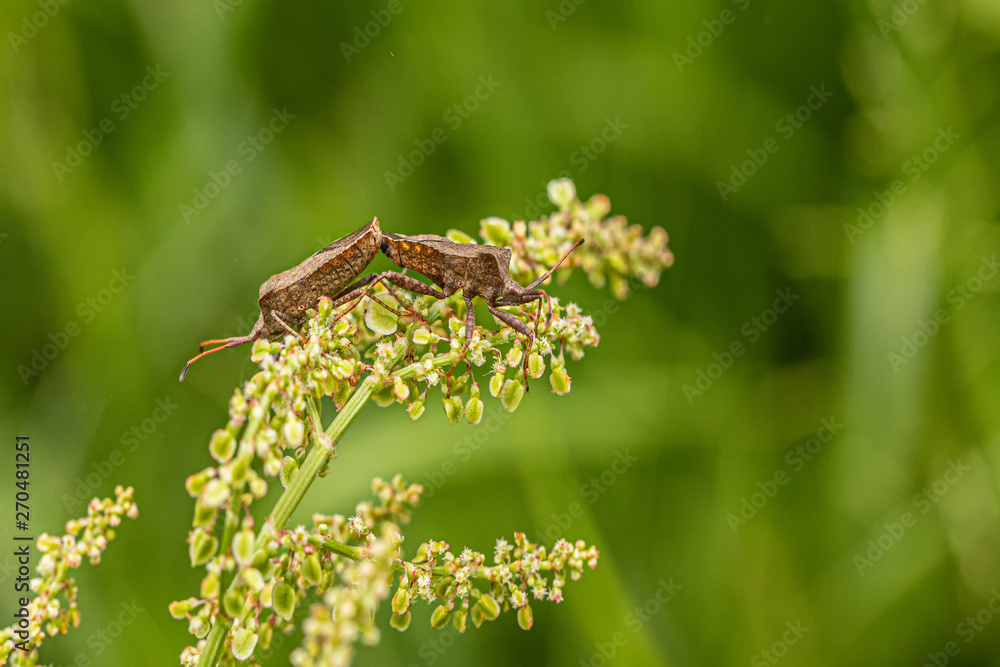 Fototapeta premium Nature