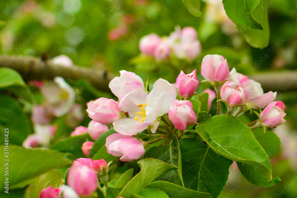apple flowers close-up apple flowers close-up
