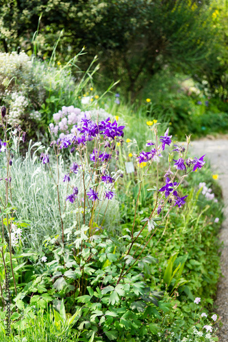Beautiful botanical garden, violet flowers in spring