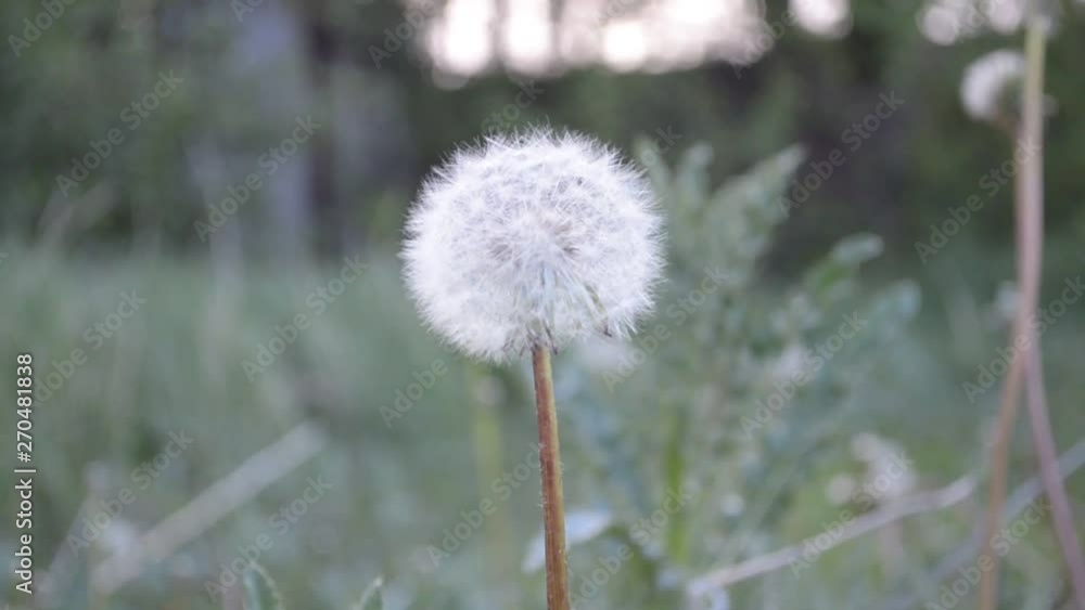 In the garden dandelion close-up, cloudy weather In the garden dandelion close-up, cloudy weather