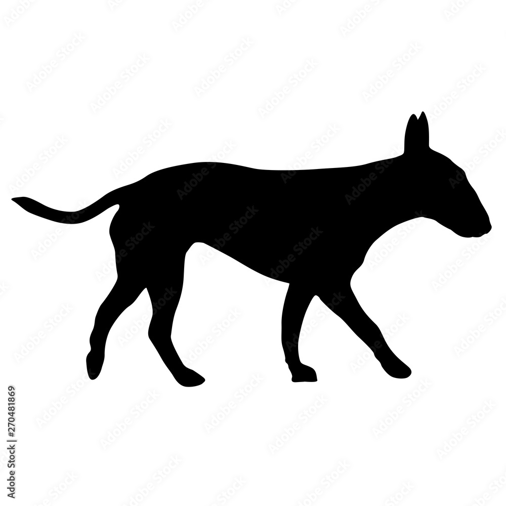 Bull terrier dog silhouette on a white background