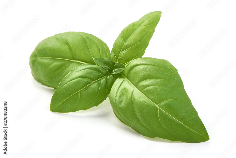 Fresh basil leaves, macro, isolated on white background Fresh basil leaves, macro, isolated on white background