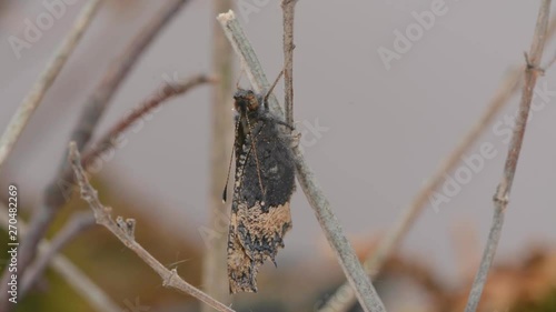 small tortoiseshell butterfly filling veins with air and unfurling proboscis