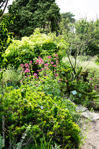Fototapeta Naklejka Na Ścianę i Meble -  Beautiful botanical garden, natural green plants in spring 