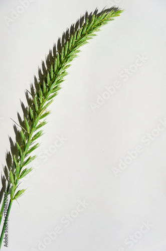 Single green spikelet on a white background. Close-up