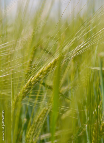 Fresh green corn detail in the summer on a field