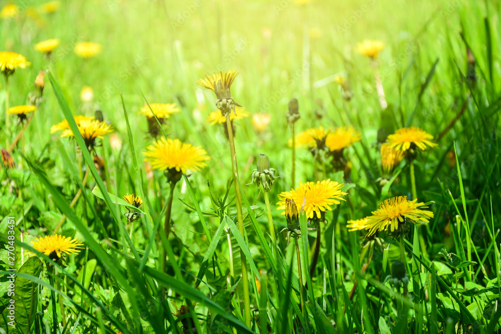 Blooming dandelion flowers. Field banner Blooming dandelion flowers. Field banner