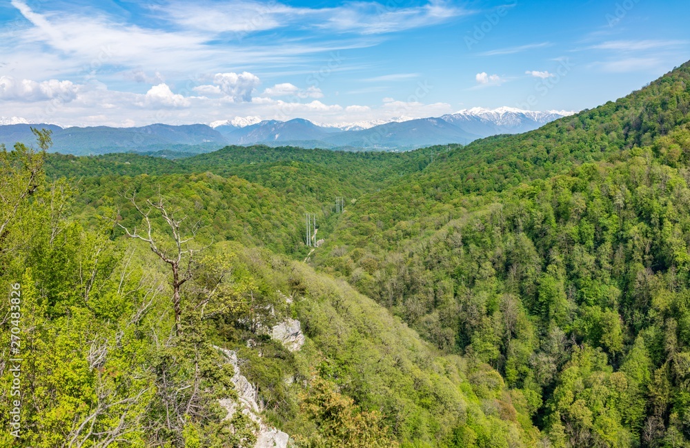 Thick forest in a green valley with power lines. Snow capped mountains visible on the horizon