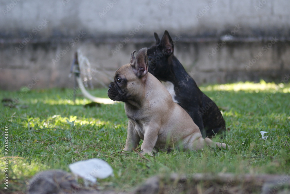 Bulldog francês - frenchie puppy - no gramado do quintal