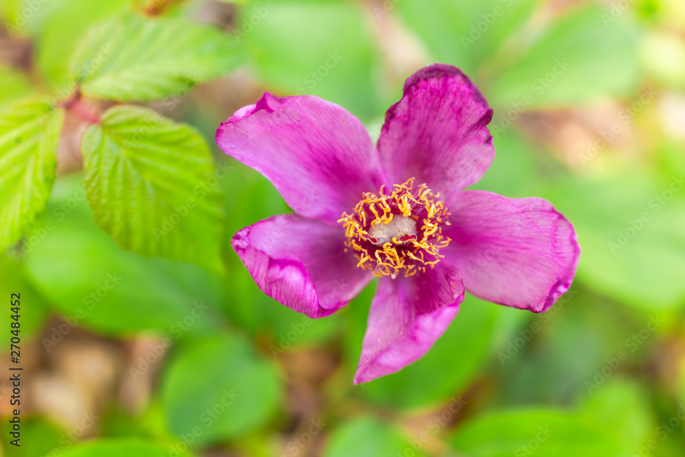 Purple mountain flower on a beautiful green background. Purple mountain flower on a beautiful green background.