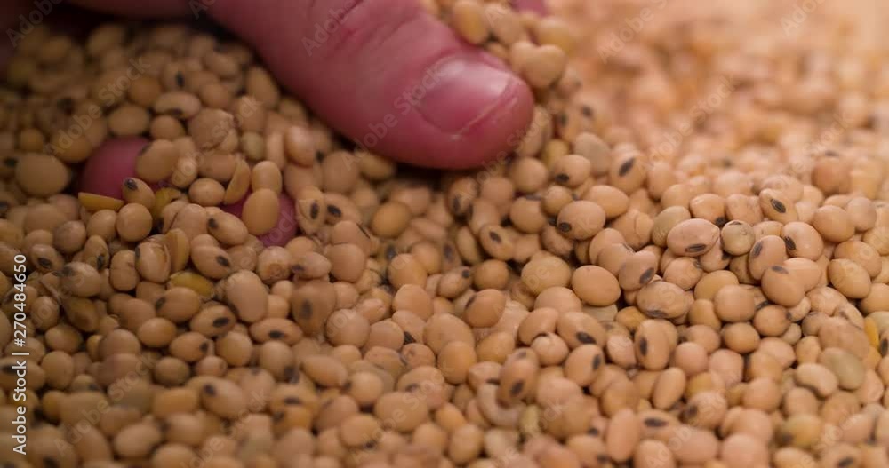Hand takes inspecting check Soybeans Macro Closeup shot 4K video