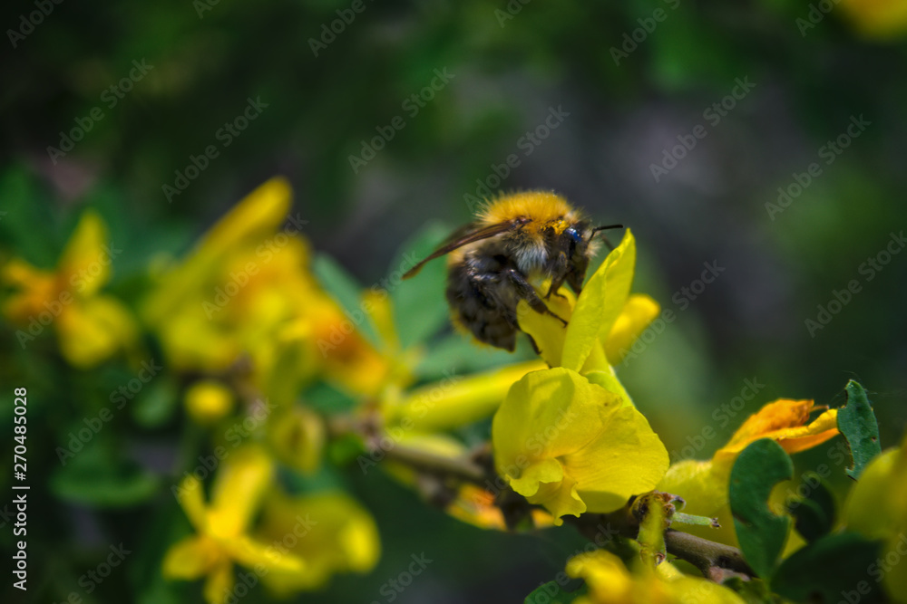 A large shaggy bumblebee collects nectar from a bright yellow flower. A large shaggy bumblebee collects nectar from a bright yellow flower.