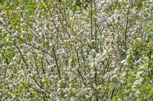 Branches of apple trees with thick blooming white flowers