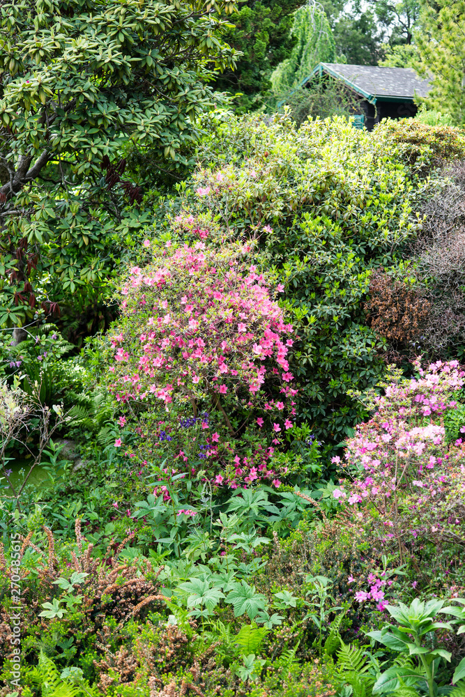 Beautiful botanical garden, pink flowers and blooming bushes in spring