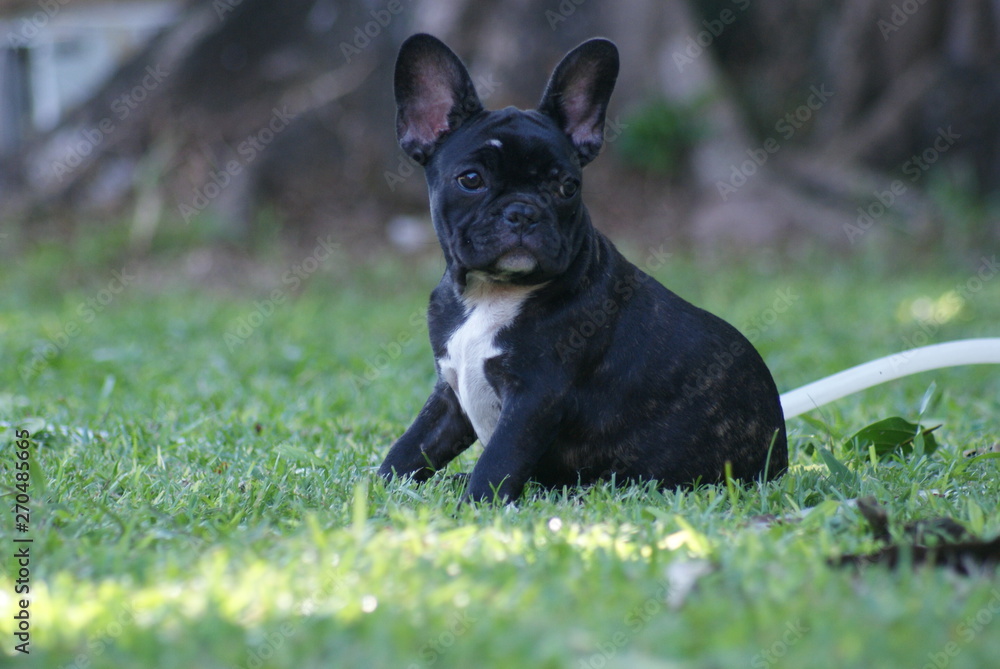 Bulldog francês - frenchie puppy - Tigrado Bulldog francês - frenchie puppy - Tigrado