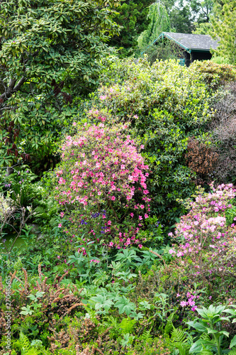 Beautiful botanical garden, pink flowers and blooming bushes in spring