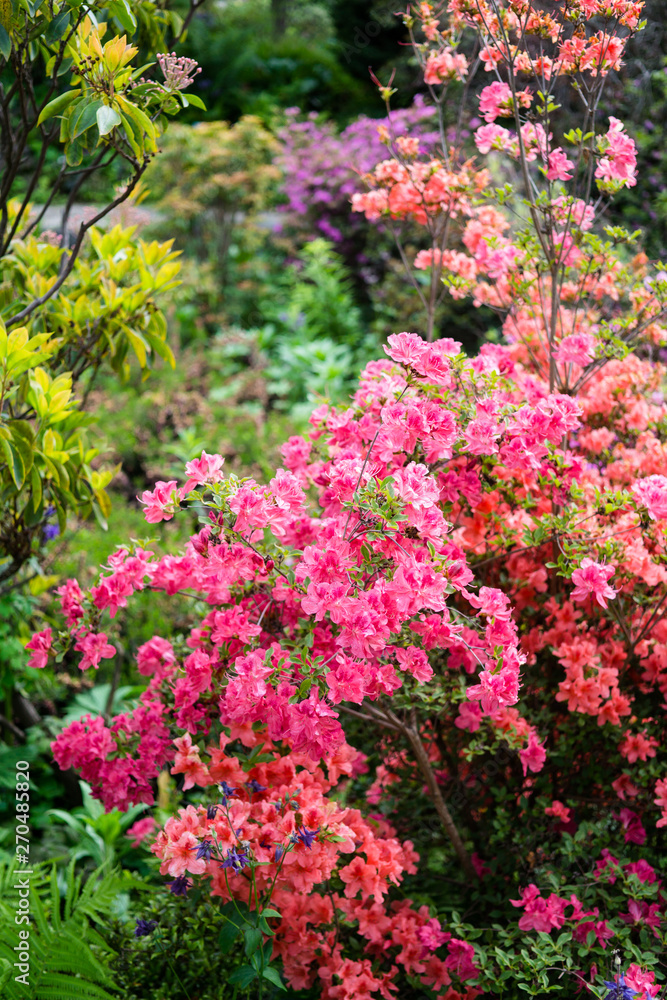 Beautiful botanical garden, pink flowers and blooming bushes in spring Beautiful botanical garden, pink flowers and blooming bushes in spring