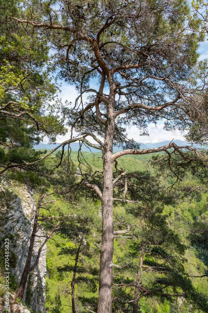 Pines on a green mountain slope.