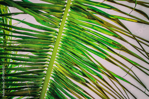 Close up vintage photo of palm leaf  Abstract green texture and natural background.