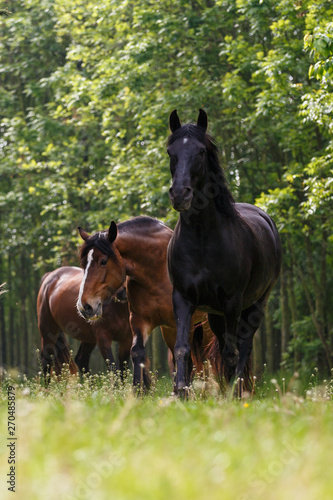 Pferd im Wald