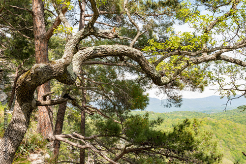 Pines and oak on a green mountain slope. © Dmitrii Potashkin