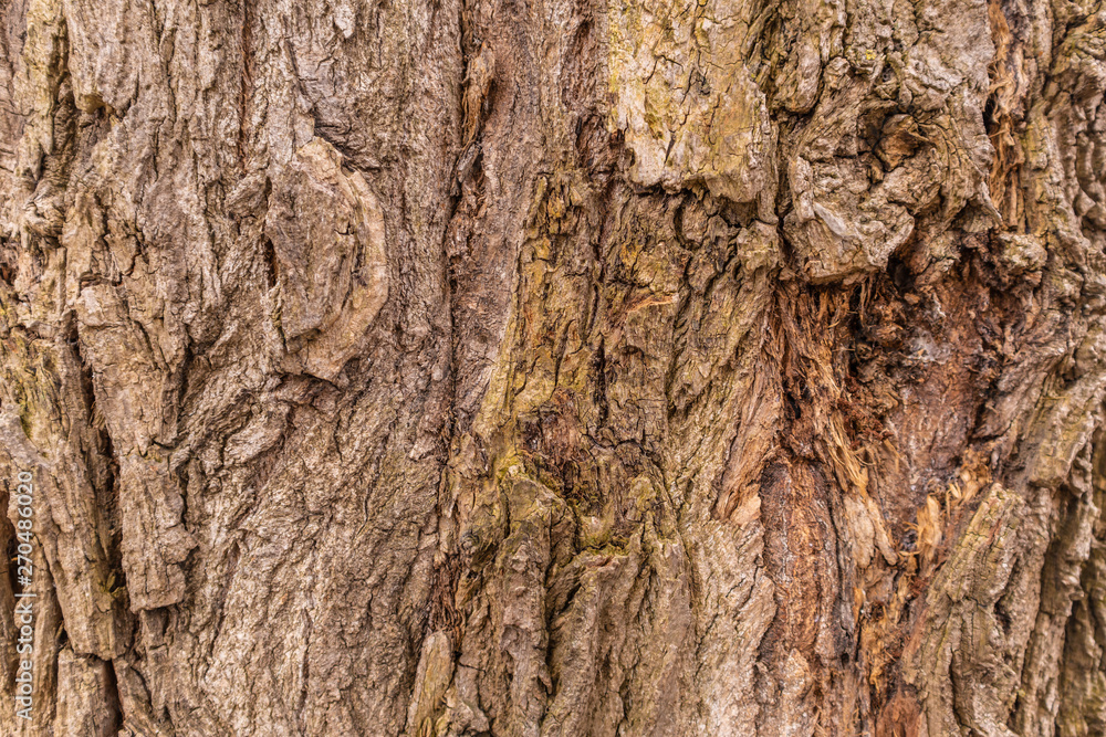Texture of a tree trunk Texture of a tree trunk