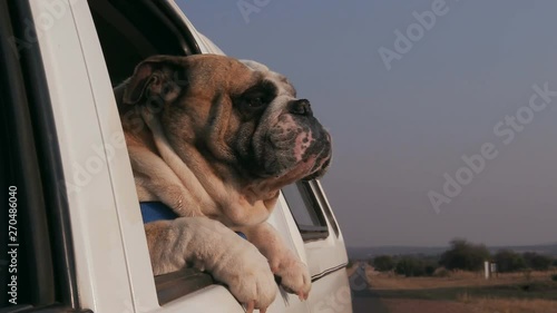 Slow motion shot of funny bulldog enjoying a ride with its head out of a car window photo
