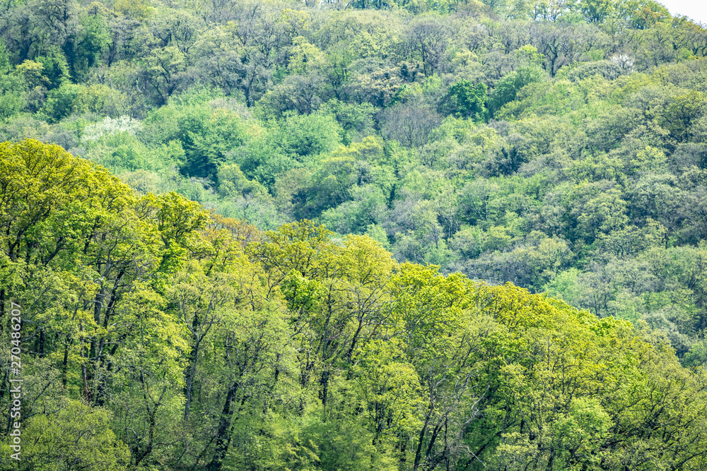 Obraz premium Thick green forest on the hillside. Spring colors in the mountain forest.