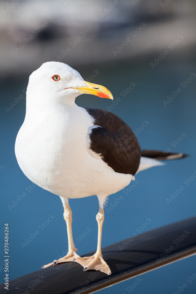 Black-backed seagull standing on rails Black-backed seagull standing on rails