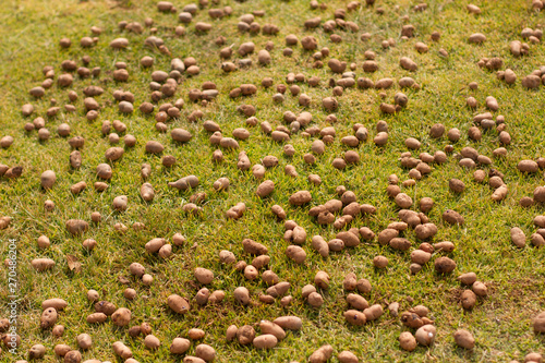 Chincheros, Valle Sagrado, Peru