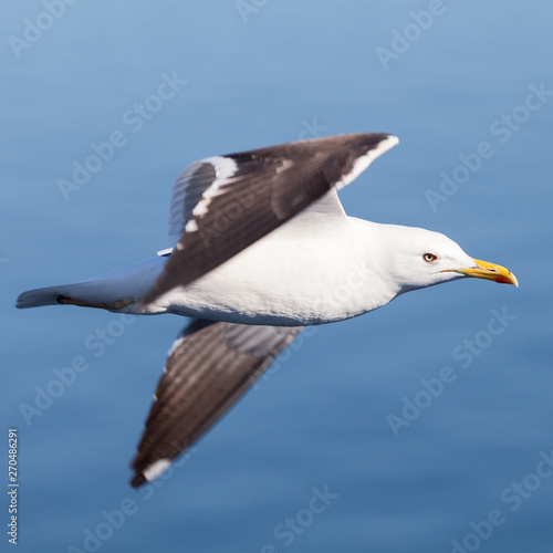 Flying black-backed seagull, square image, close-up view
