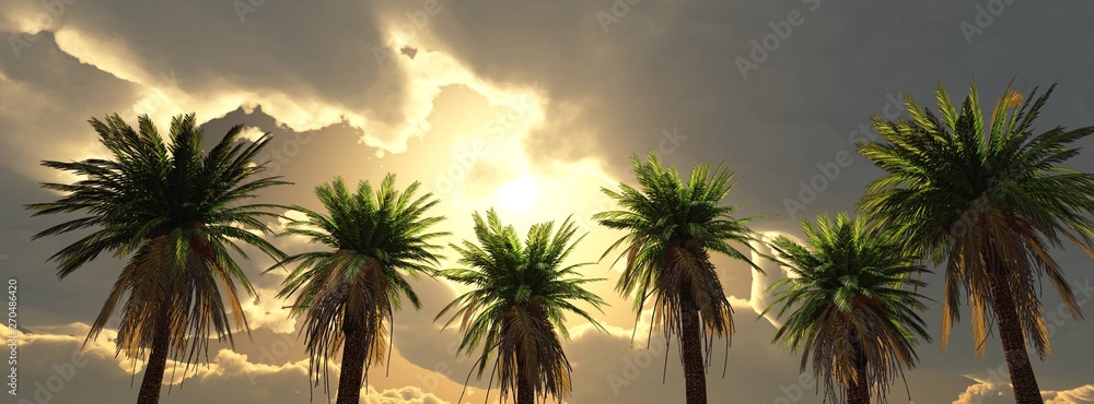 Panorama of palm trees at sunset, palm trees against the setting sun
