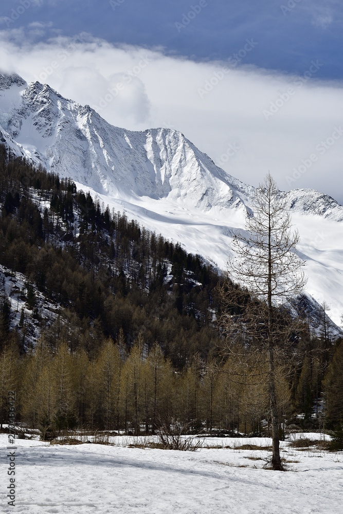Larch trees with Alps whitened by fresh snow in background.