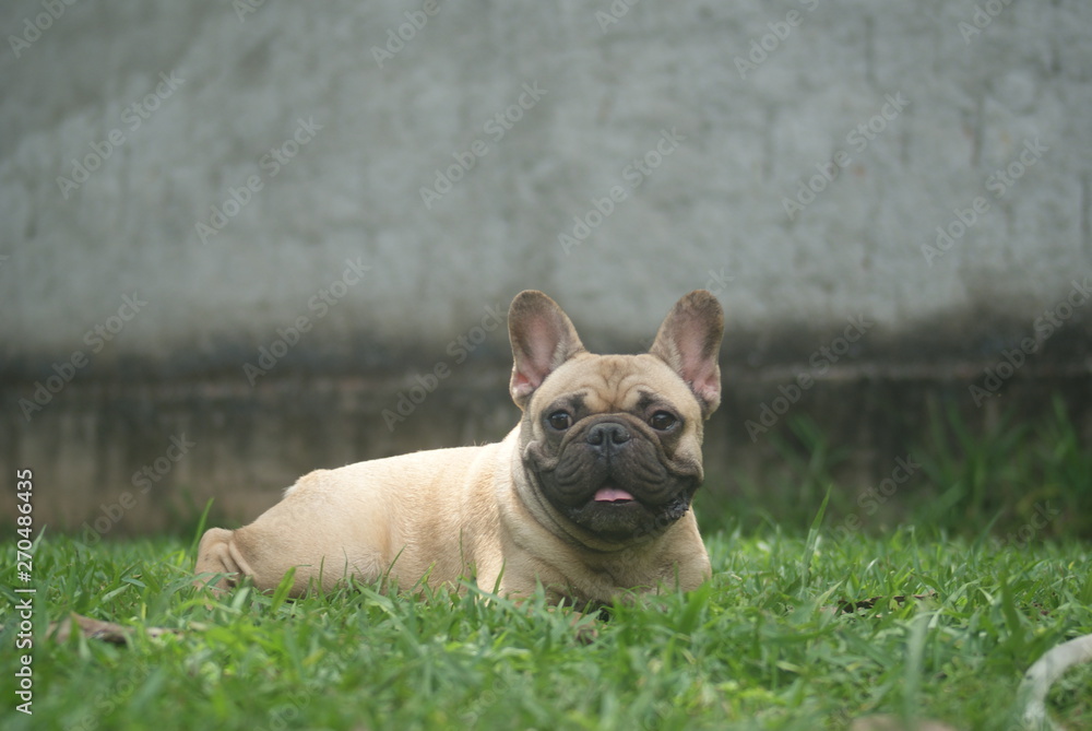 Bulldog francês - frenchie puppy - Fulvo