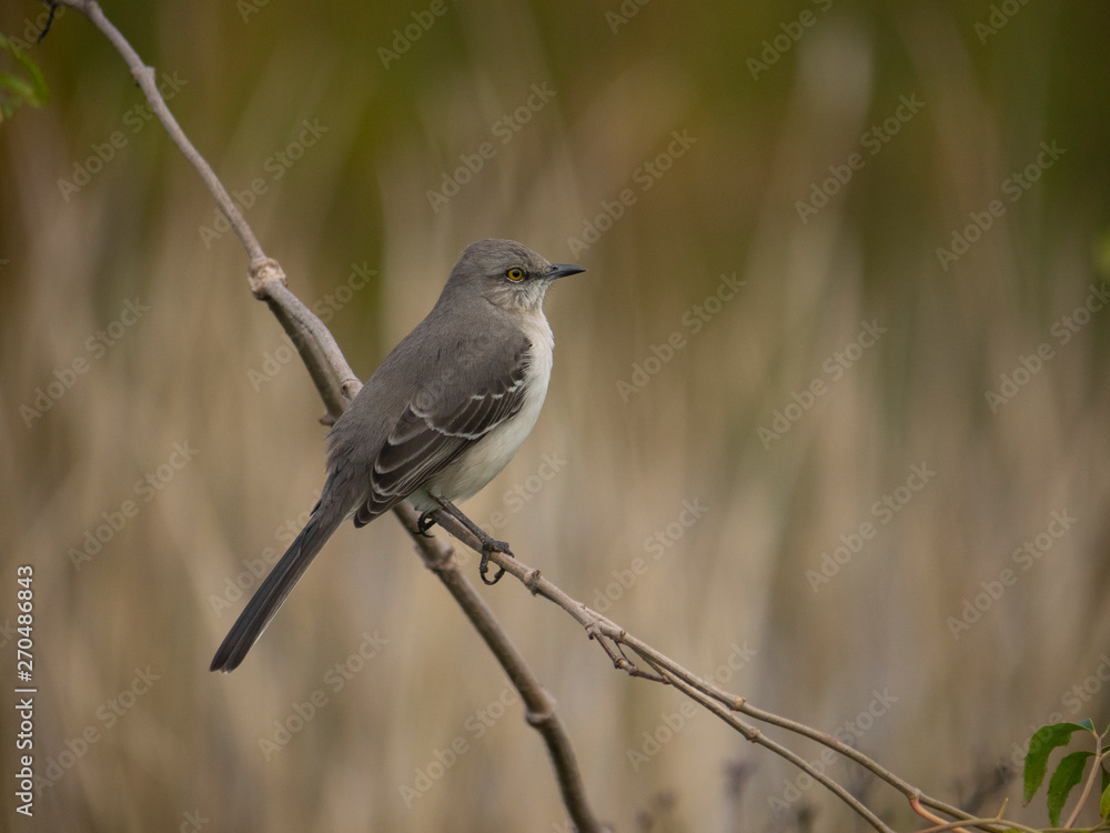 Fototapeta premium Mockingbird on branch
