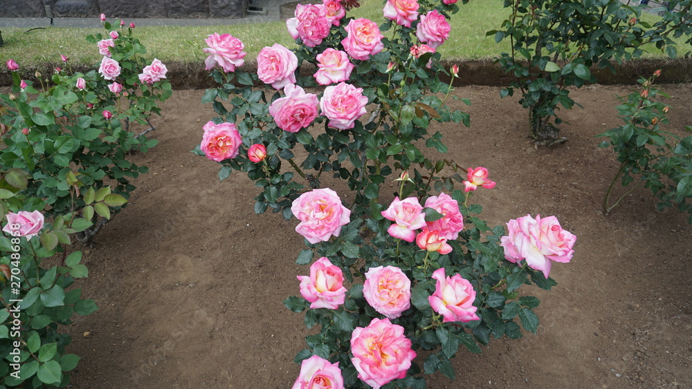 Fototapeta premium 薔薇