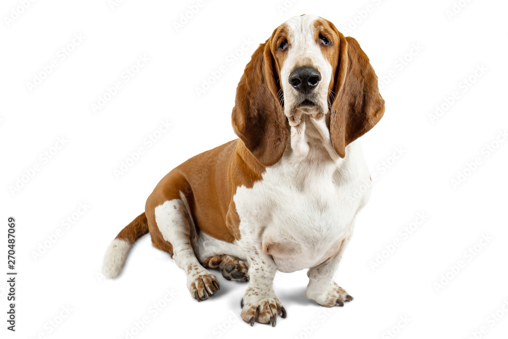 Basset Hound dog sitting on white background. Animal model of big ears brown and white sniffer