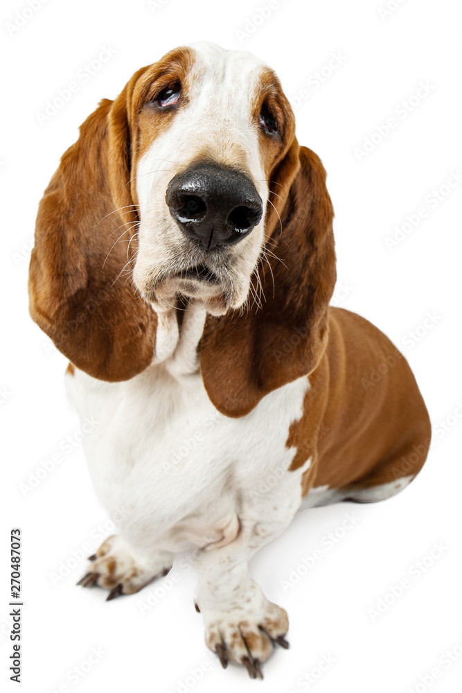 Basset Hound dog sitting on white background. Animal model of big ears brown and white sniffer