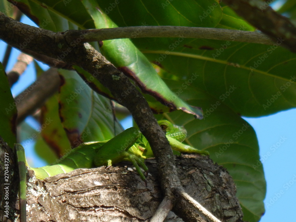 lizard on tree