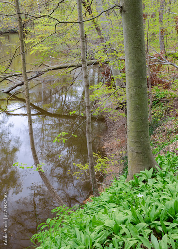 643-97 Wild Leek on the Banks of the Galien River photo