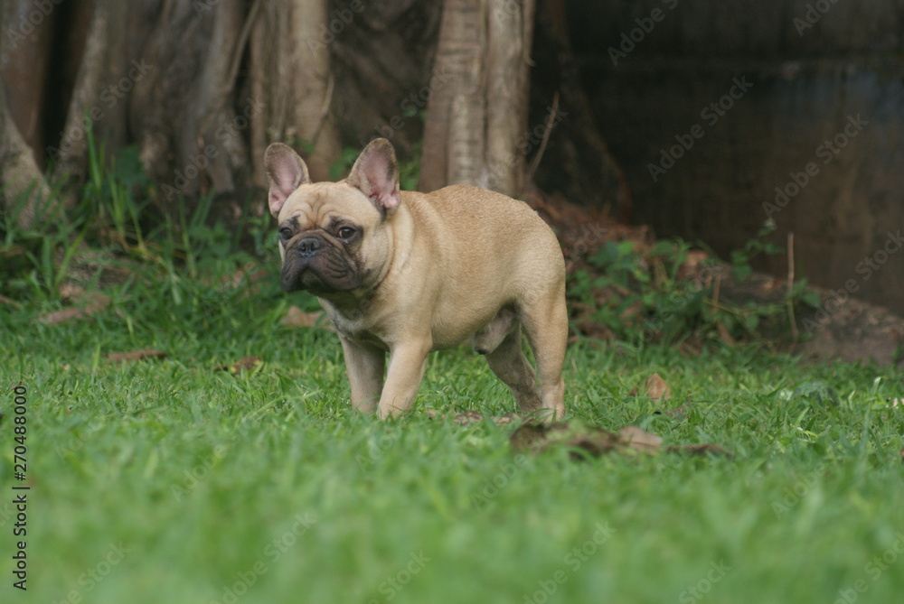 Bulldog francês - frenchie puppy - na grama