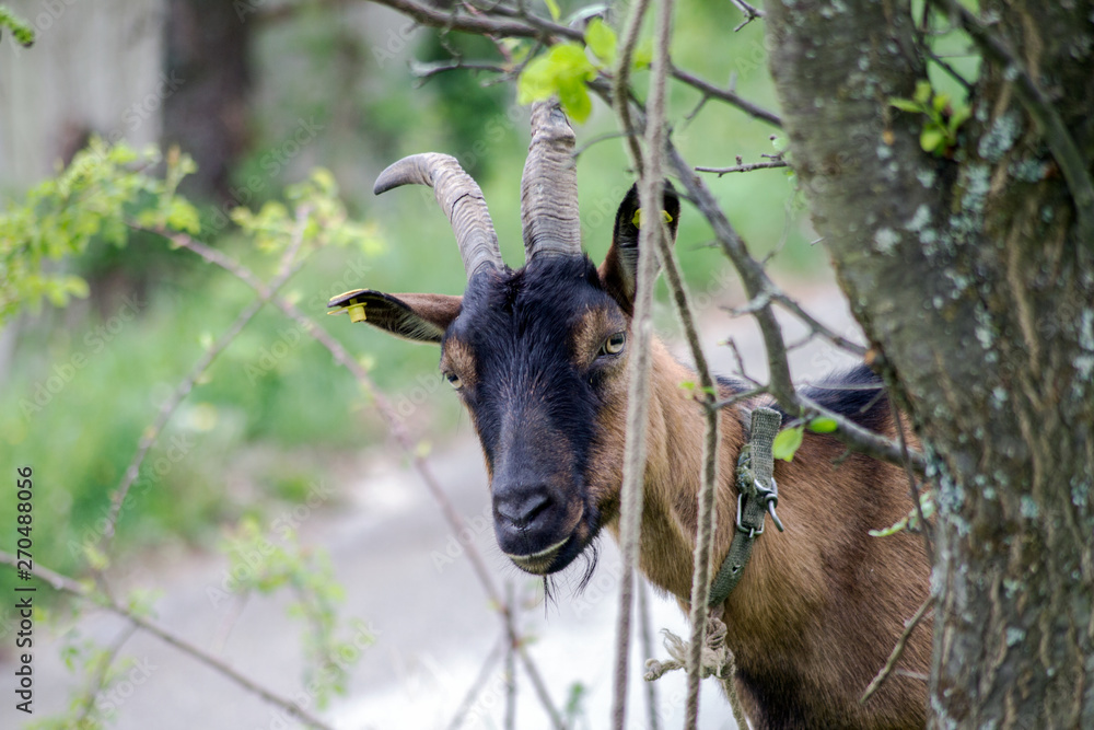 Fototapeta premium brown goat in the meadow. Profile of the goat in close-up