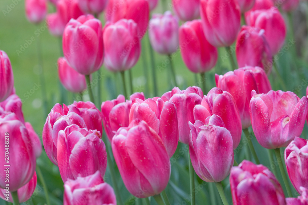Fototapeta premium Close-up picture of pink tulips blooming in a garden in spring