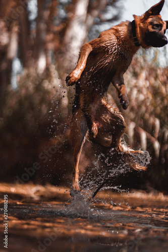 German shepherd jumping on the river